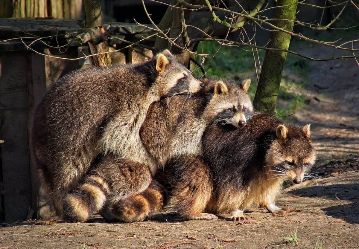 most raccoon infested places