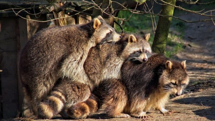 Uncover the Top 20 Most Raccoon Infested Places in the U.S.