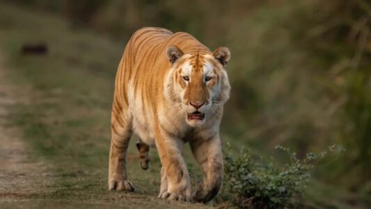 Rare Golden Tiger Captured on Camera in India