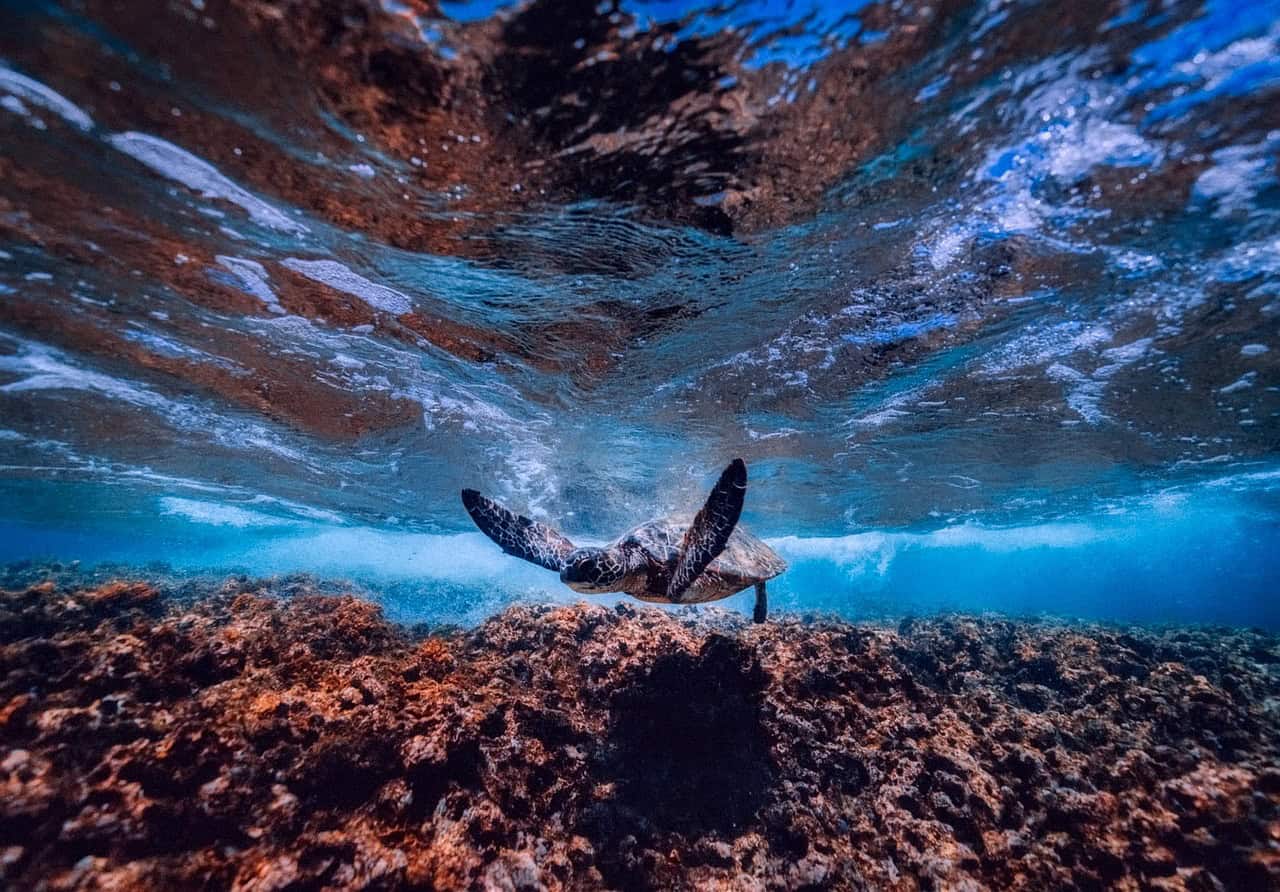 sea turtle 