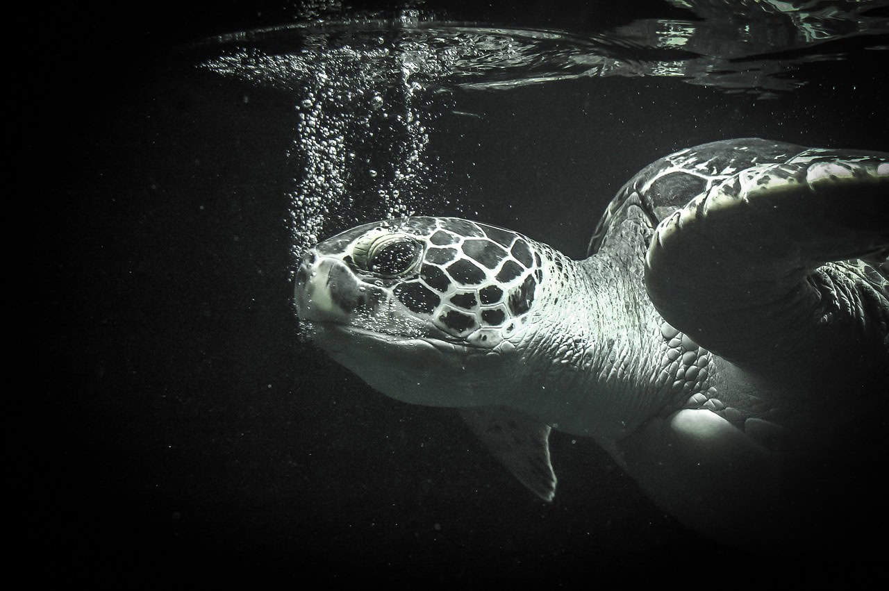 sea turtle 