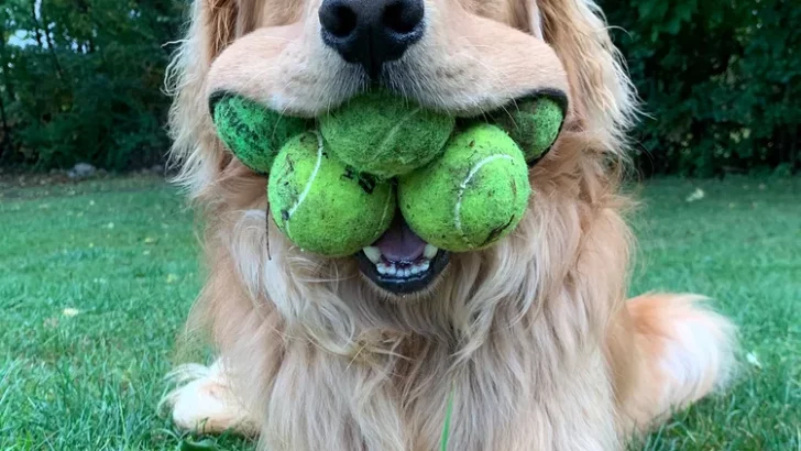 Golden Retriever Breaks Record by Holding Six Tennis Balls in His Mouth