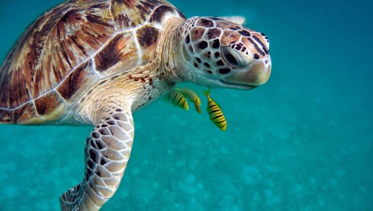 13 Animals That Lay Eggs (Some Might Surprise You!) - Animals Around ...