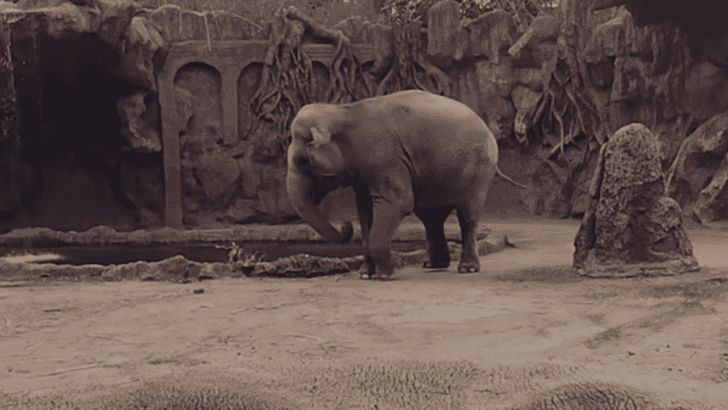Hero Elephant Sounds Alarm to Save Drowning Antelope