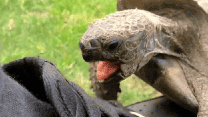 Single Shoe Sparks Tortoise’s Vendetta Against The Color Black