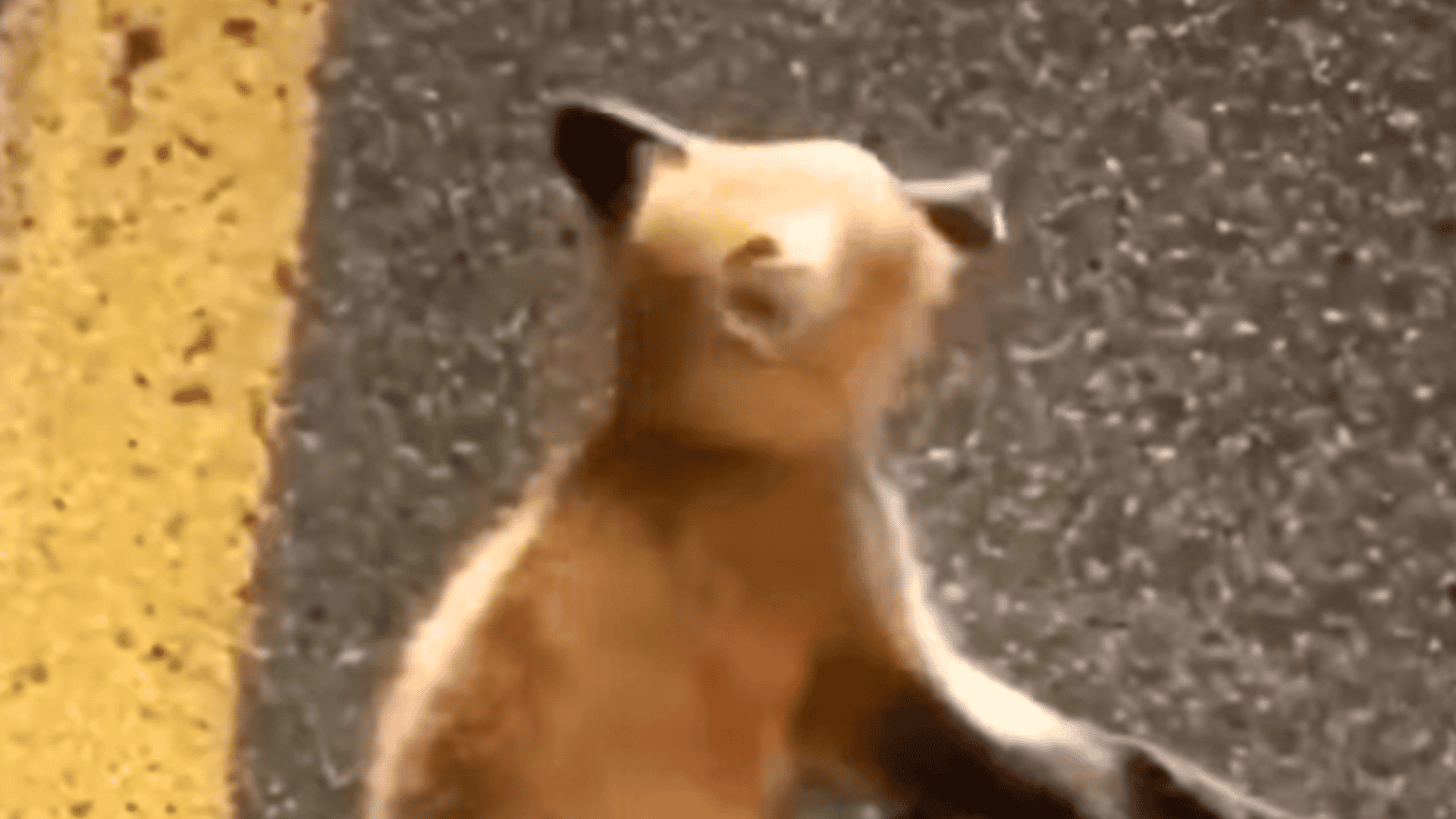 fox