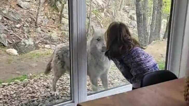 Brave Girl’s Majestic Grey Wolf Experience in Canada