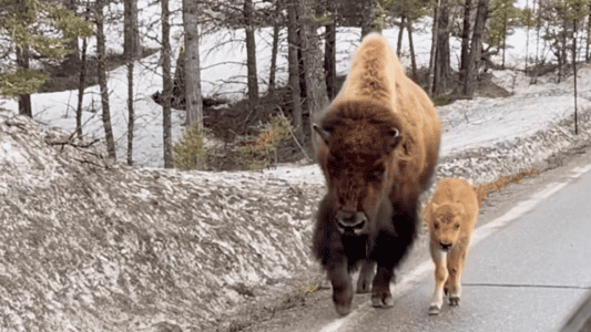 Adorable Baby Bison In Yellowstone National Park