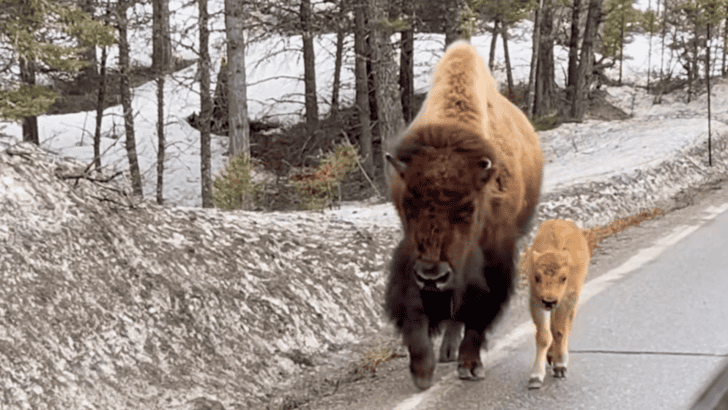 Adorable Baby Bison In Yellowstone National Park