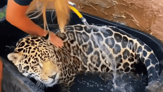 Jaguar Bath Time In Florida
