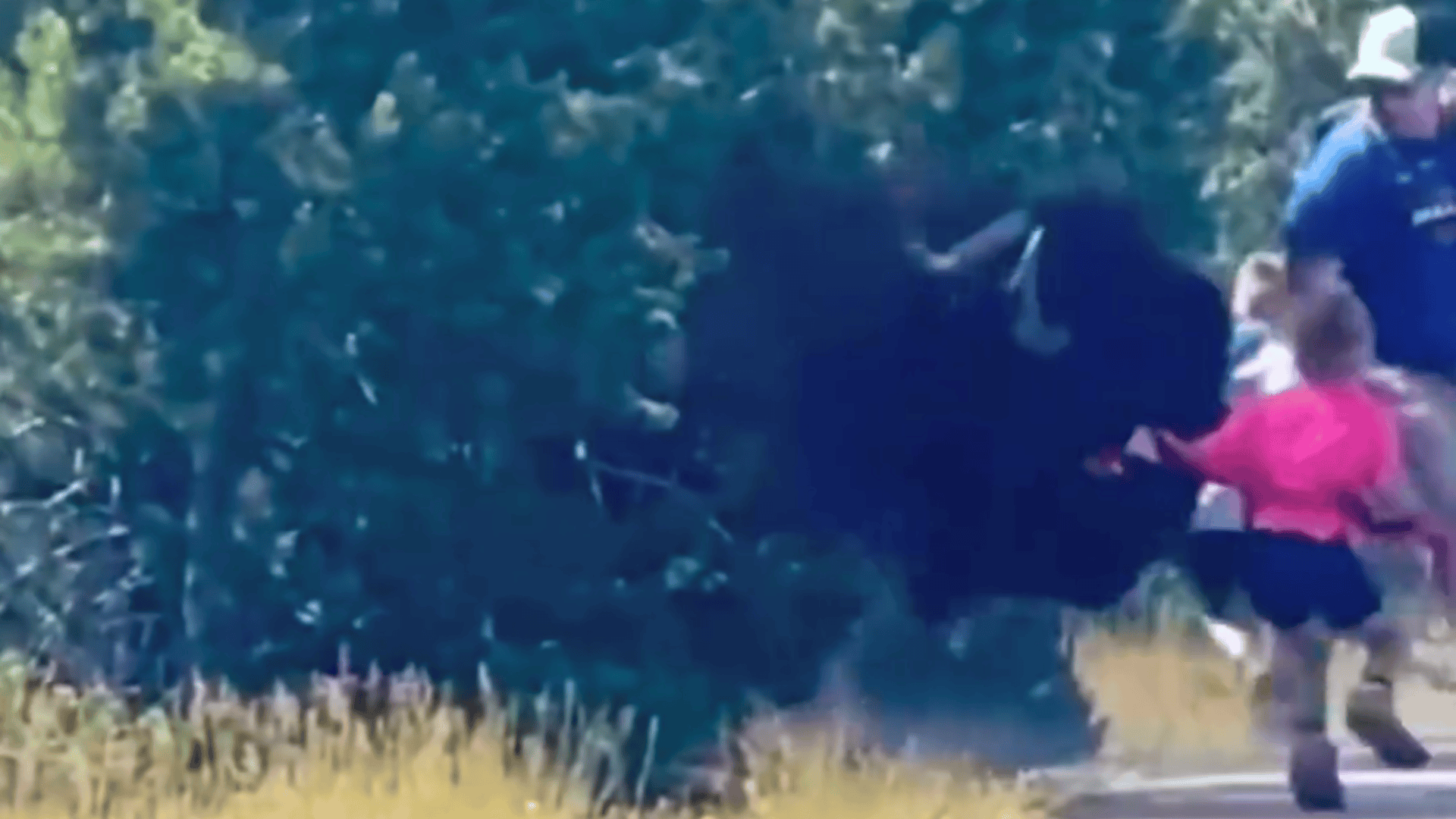 bison