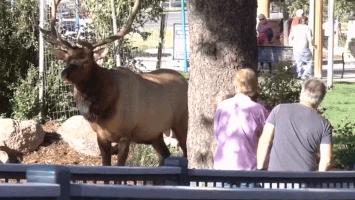 Playing Peek-A-Boo With An Elk In Colorado