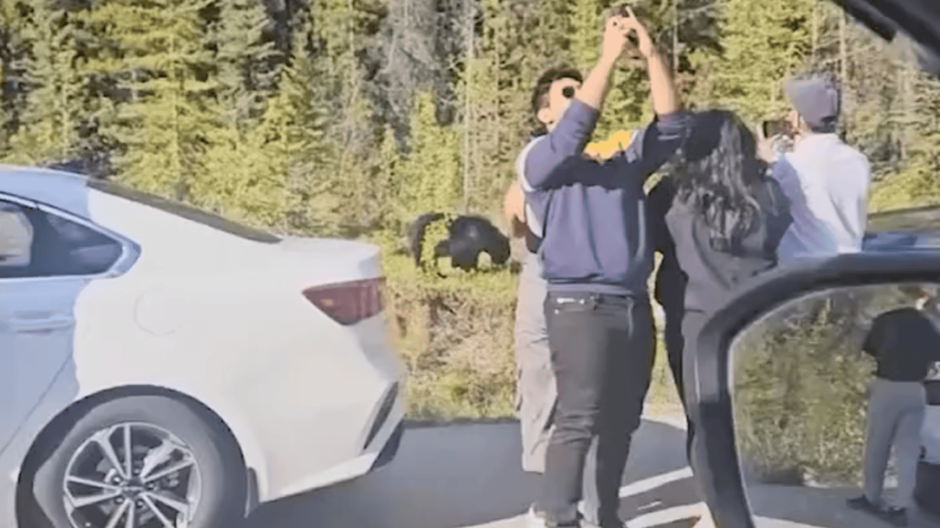 bear
