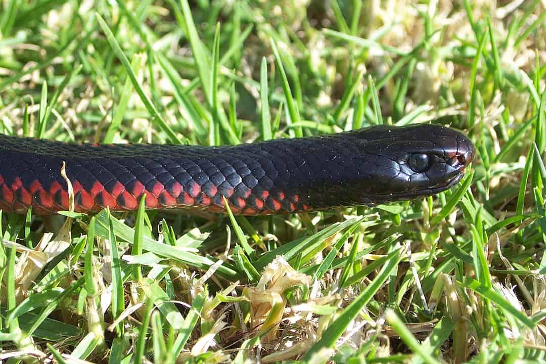 red-bellied black snake