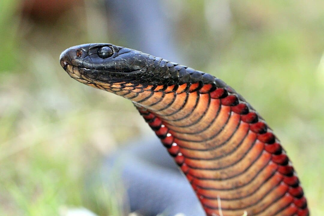 red-bellied black snake