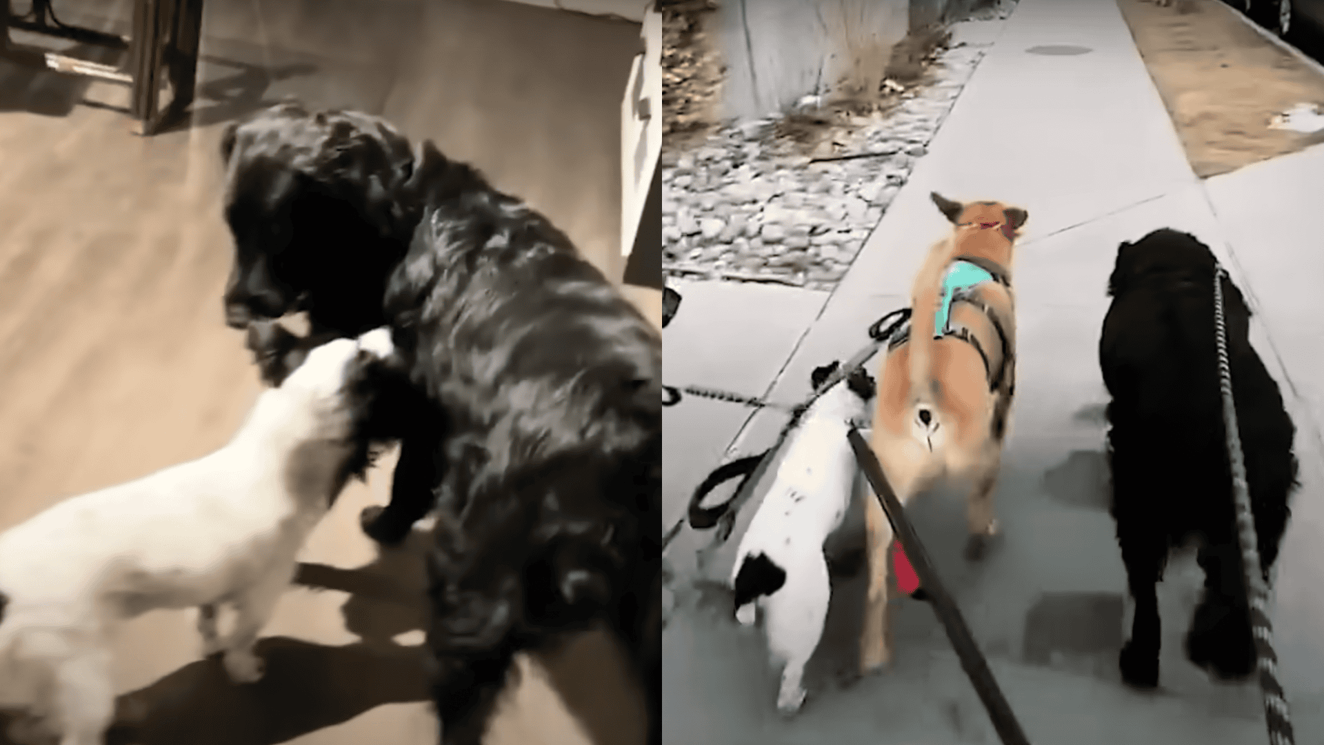 Stray Dog