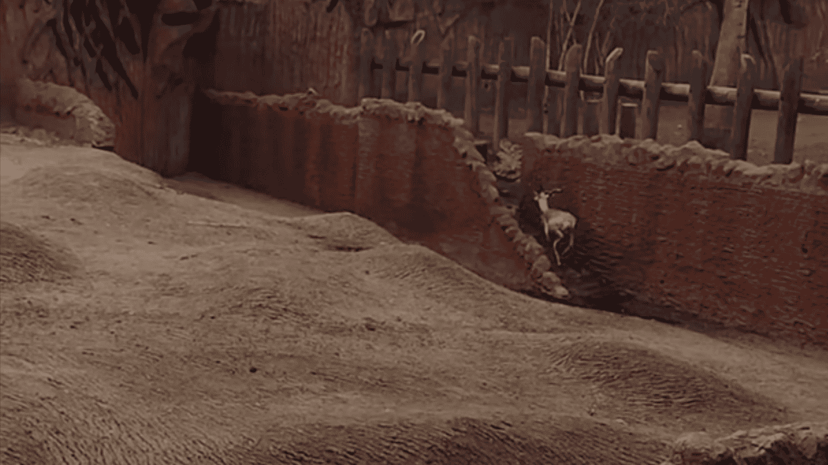 Antelope running to safety in enclosure