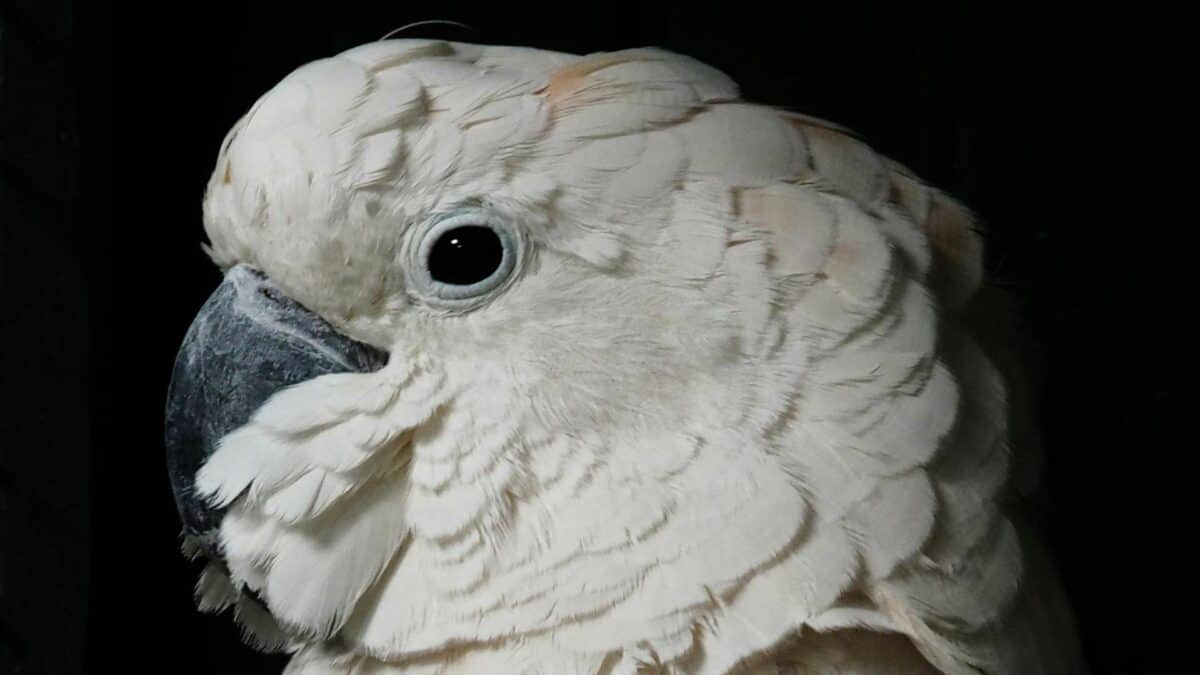 Cockatoos