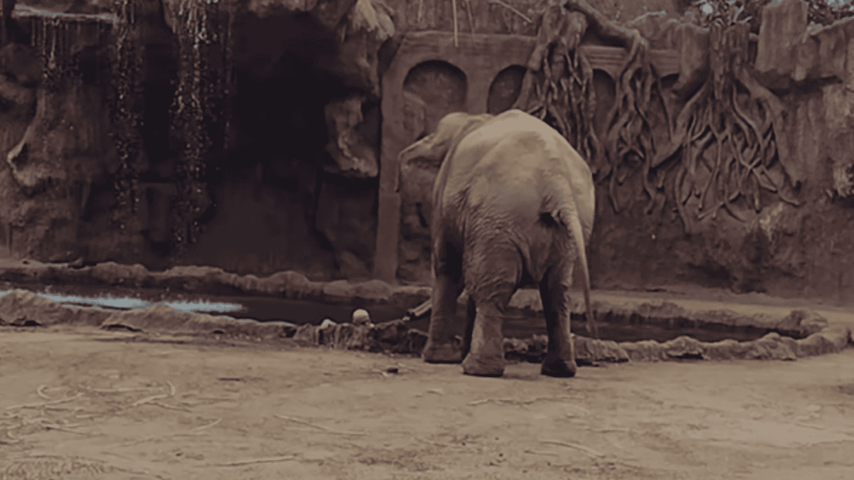 elephant calls save drowning antelope