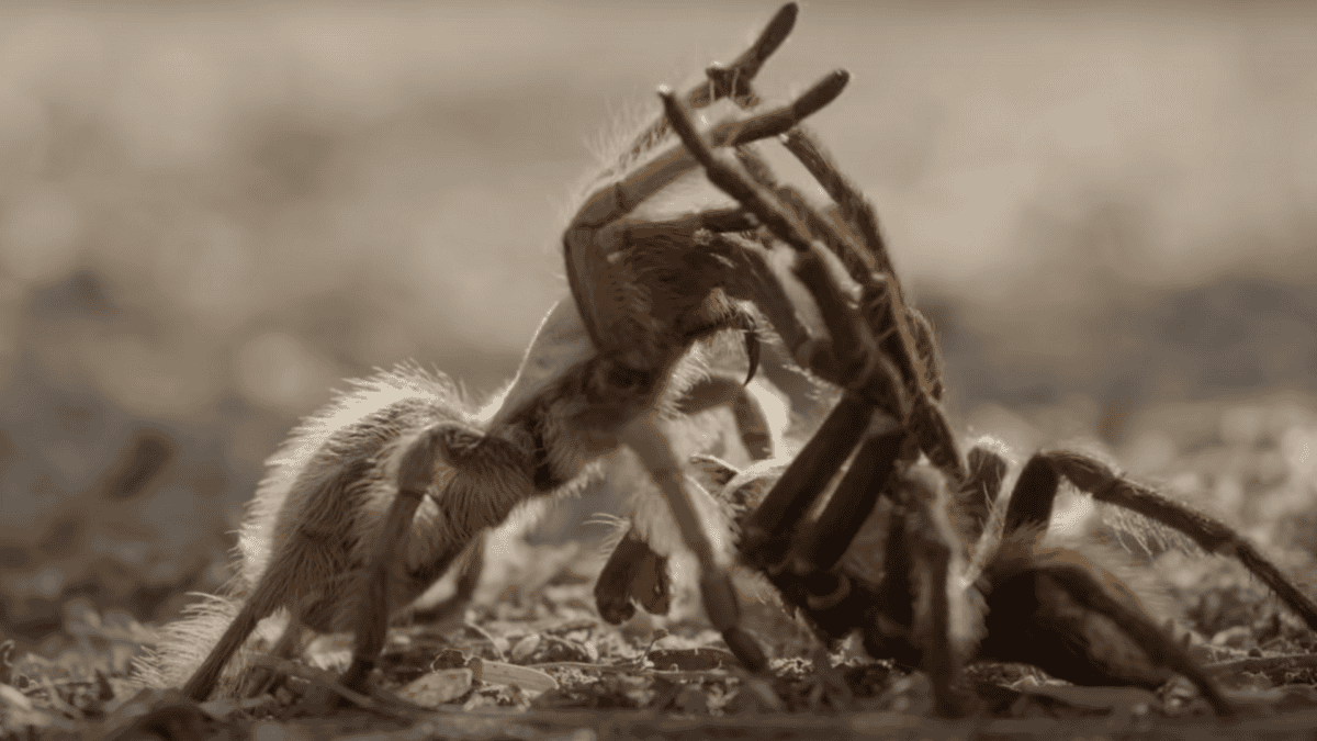 Male tarantula inserts pedipalps into female's abdomen.
