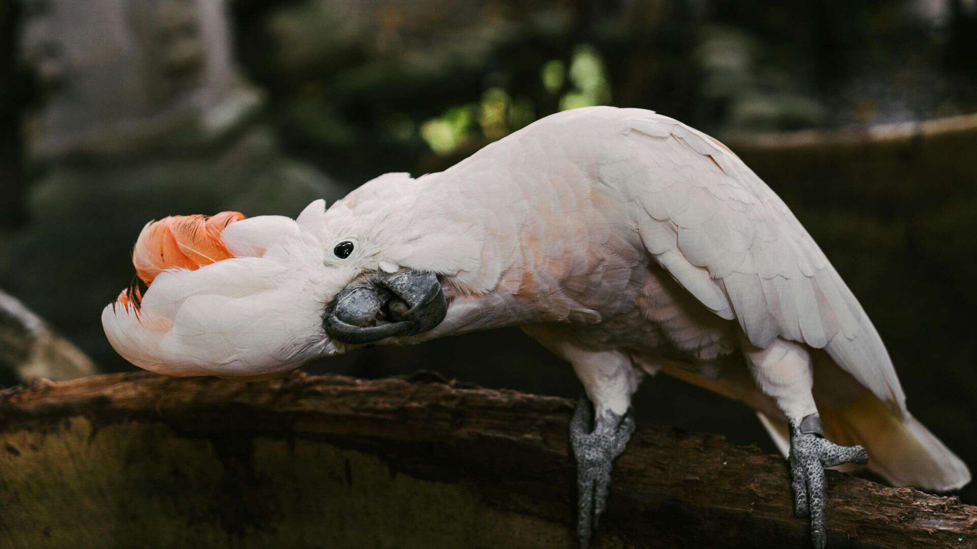 Cockatoo