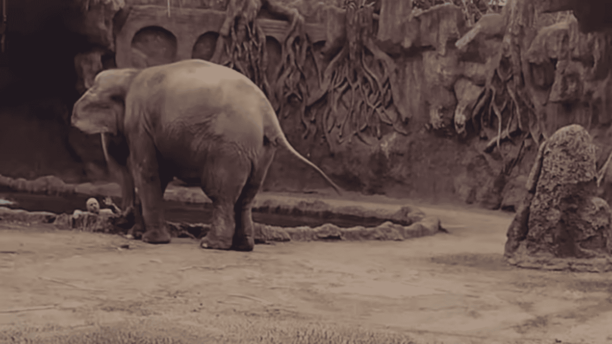 elephant calls save drowning antelope