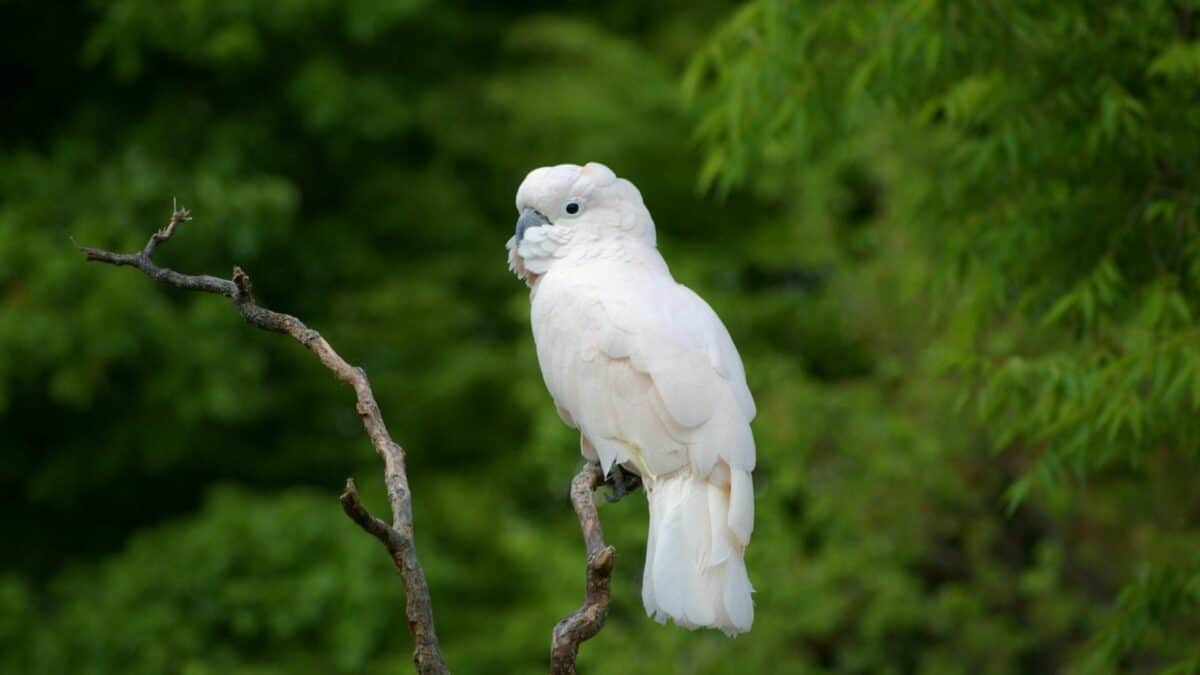 White Cockatoo on branch.