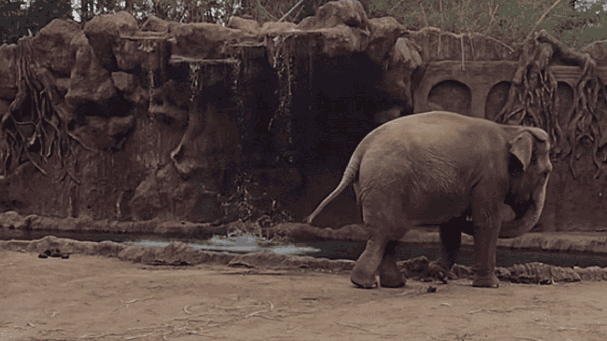 elephant calls save drowning antelope