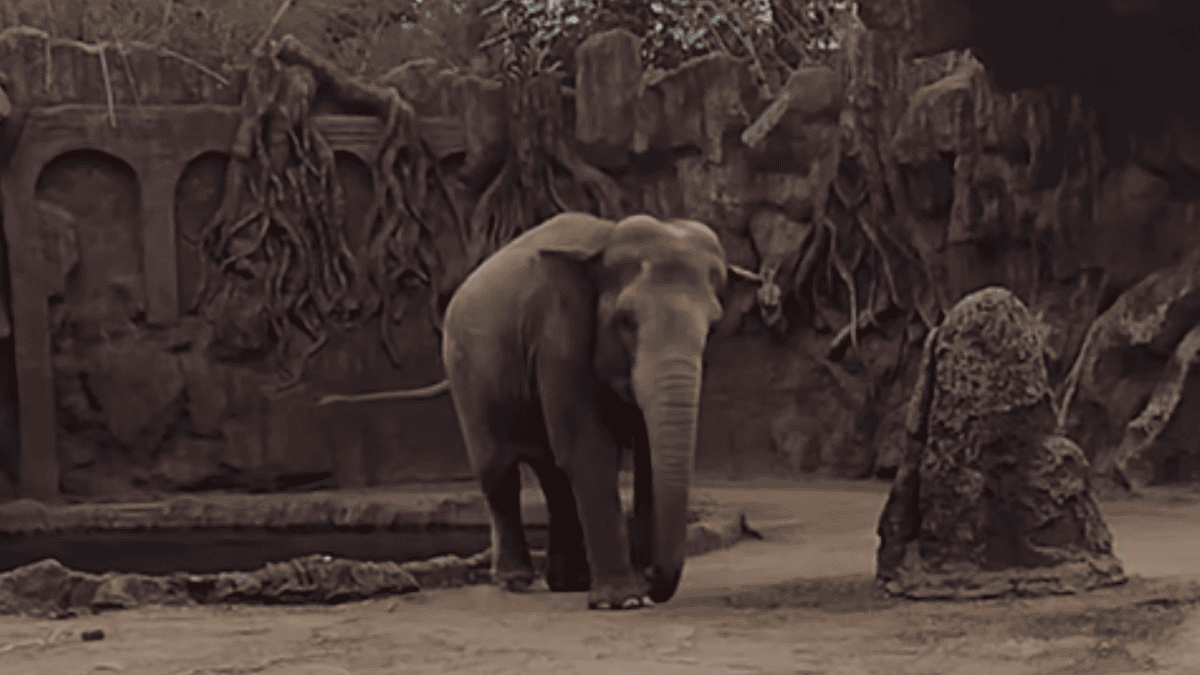 elephant calls save drowning antelope