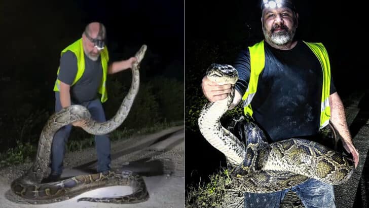 Massive 17-Ft Burmese Python Caught in Florida Everglades
