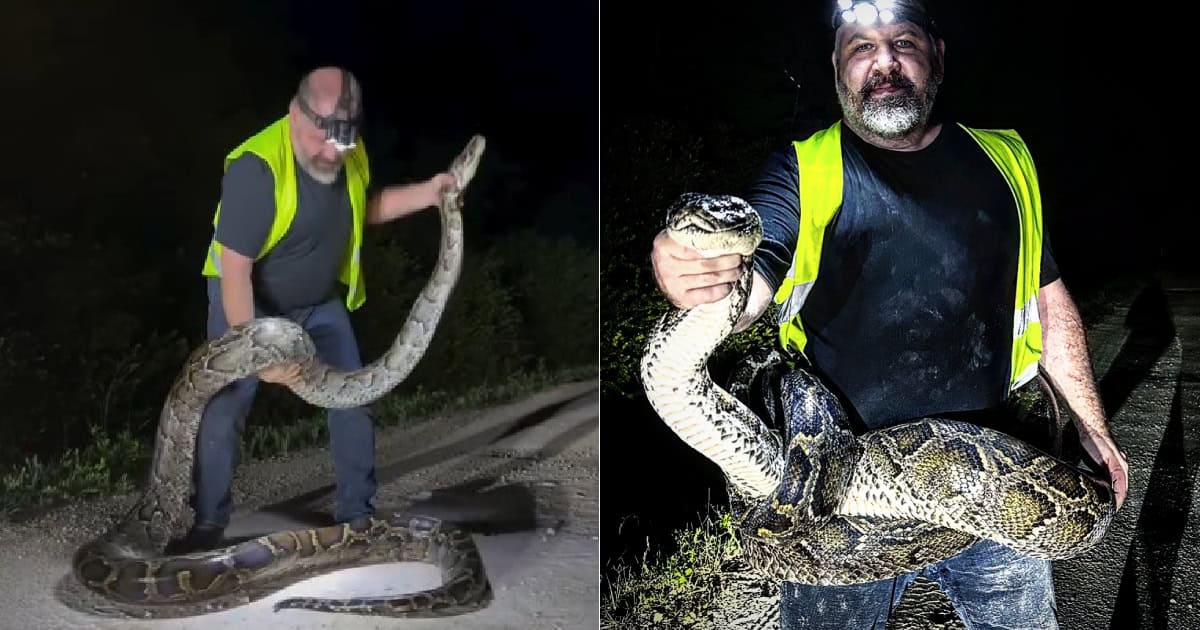 Fallensteller fängt 17 Meter langen Tigerpython in den Everglades von Florida