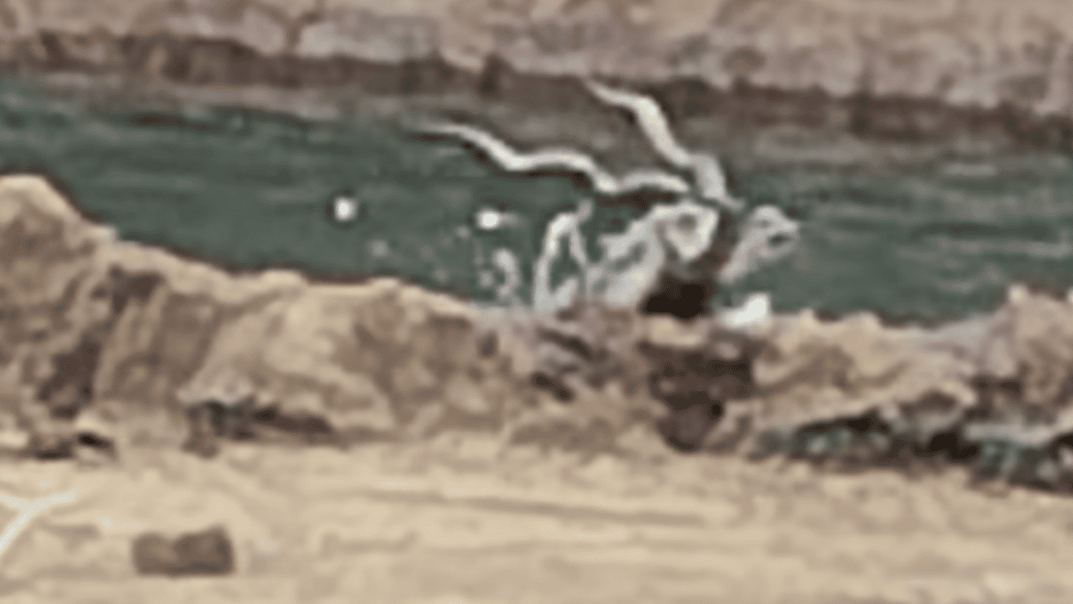 Drowning antelope