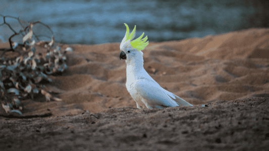 Cockatoos Learn to Use Sydney&rsquo;s Water Fountains And Now They&rsquo;re Regulars