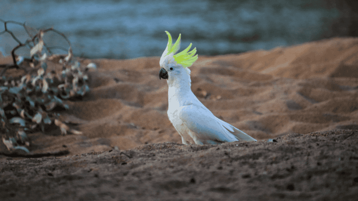 Cockatoos Learn to Use Sydney’s Water Fountains And Now They’re Regulars