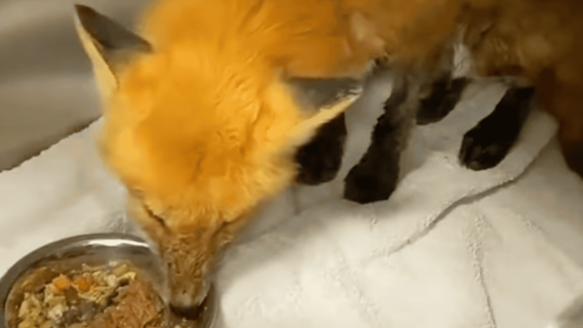 fox