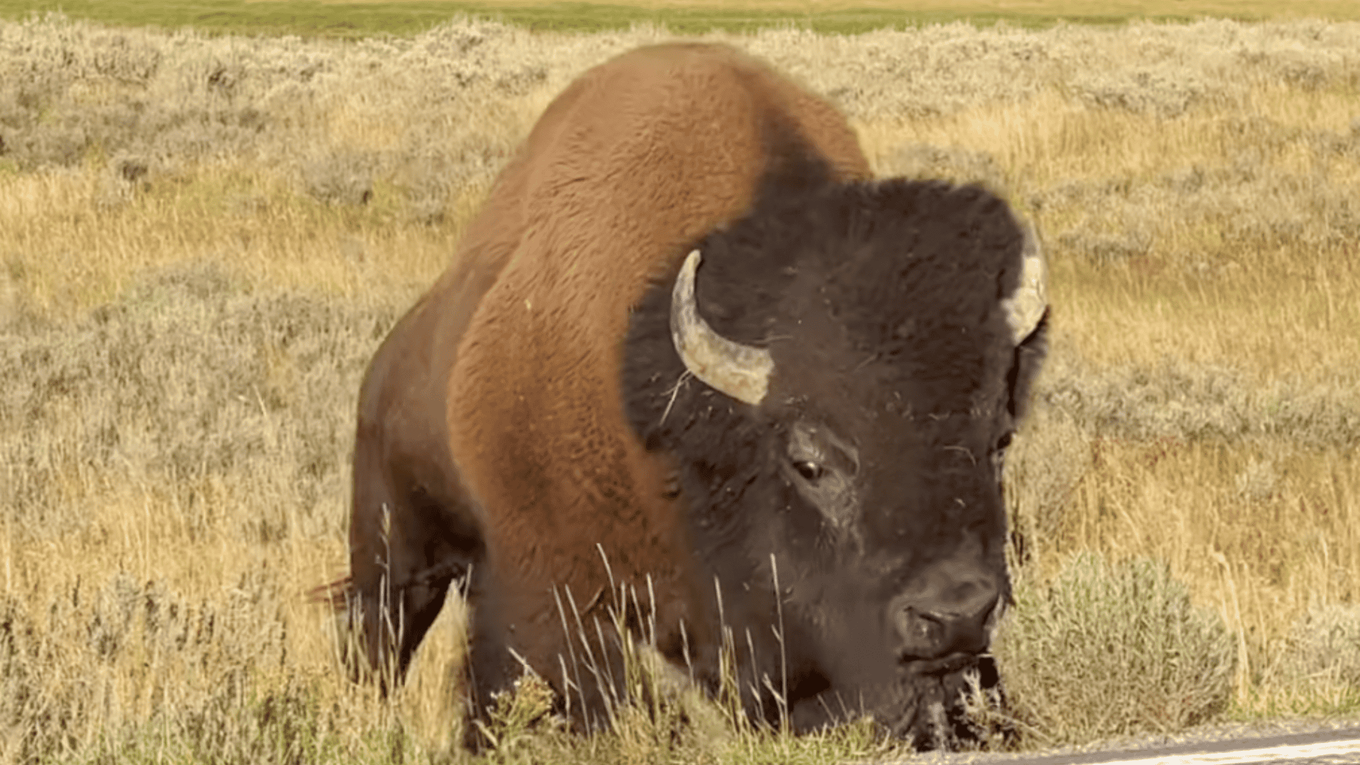 Bison on the side of the road