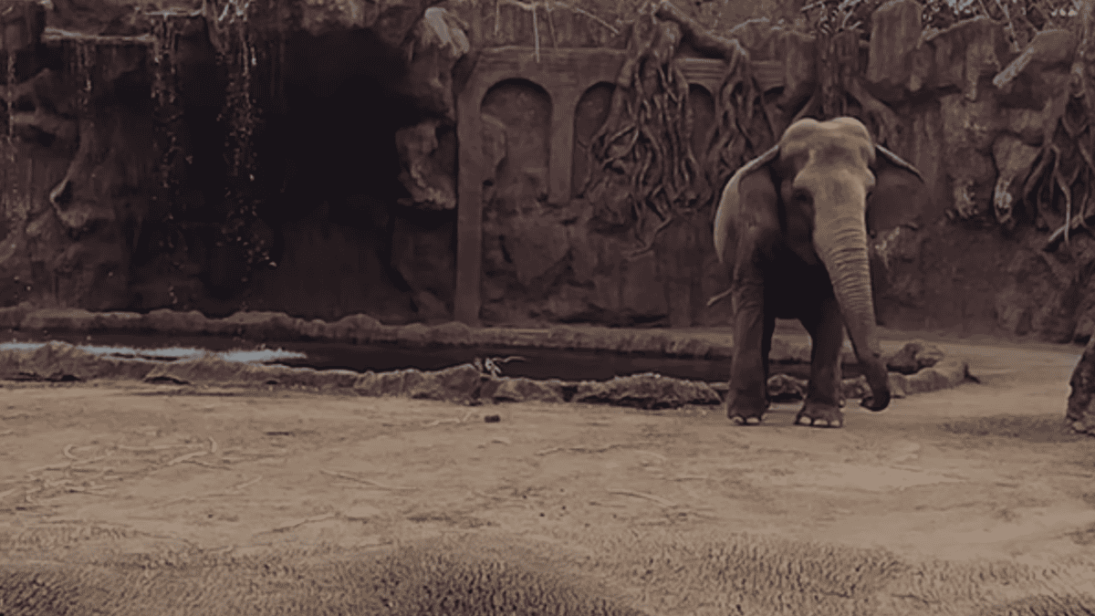 elephant calls save drowning antelope