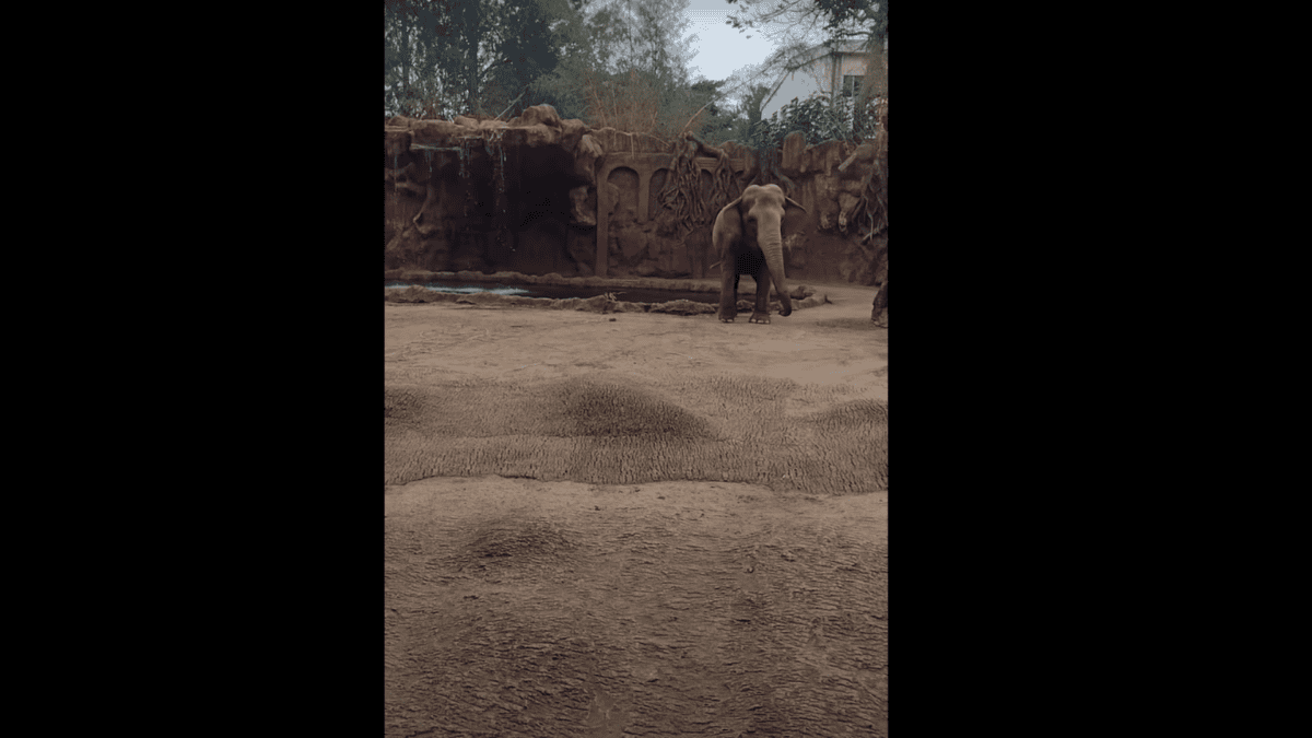 elephant calls save drowning antelope