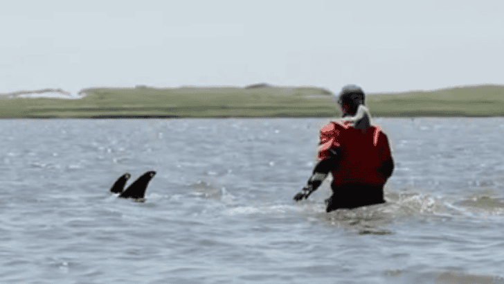 Rescue Teams Prevent Mass Stranding of 100 Plus Dolphins in Cape Cod