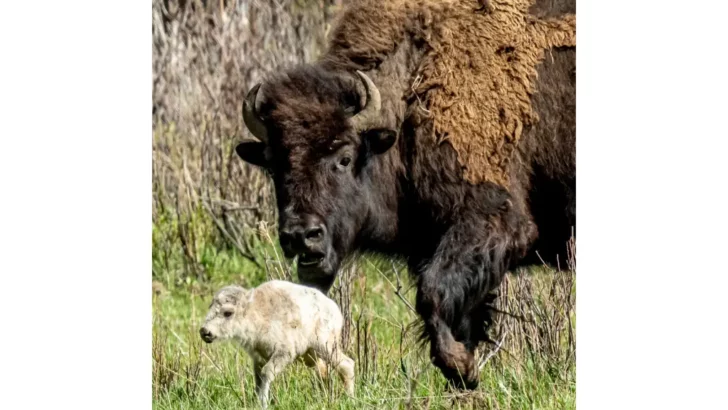 Rare White Bison Calf Born in Yellowstone, Fulfilling Native American Prophecy