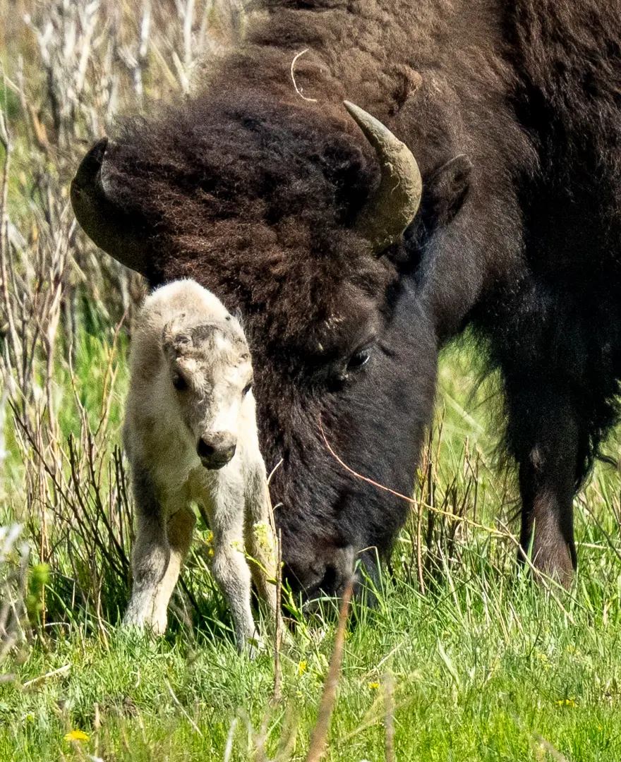 Rare White Bison Calf