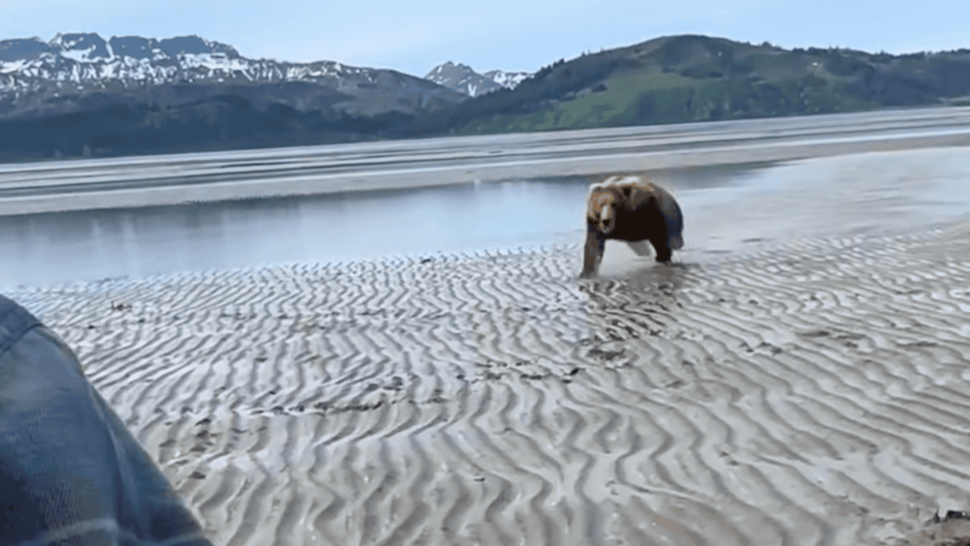 bear