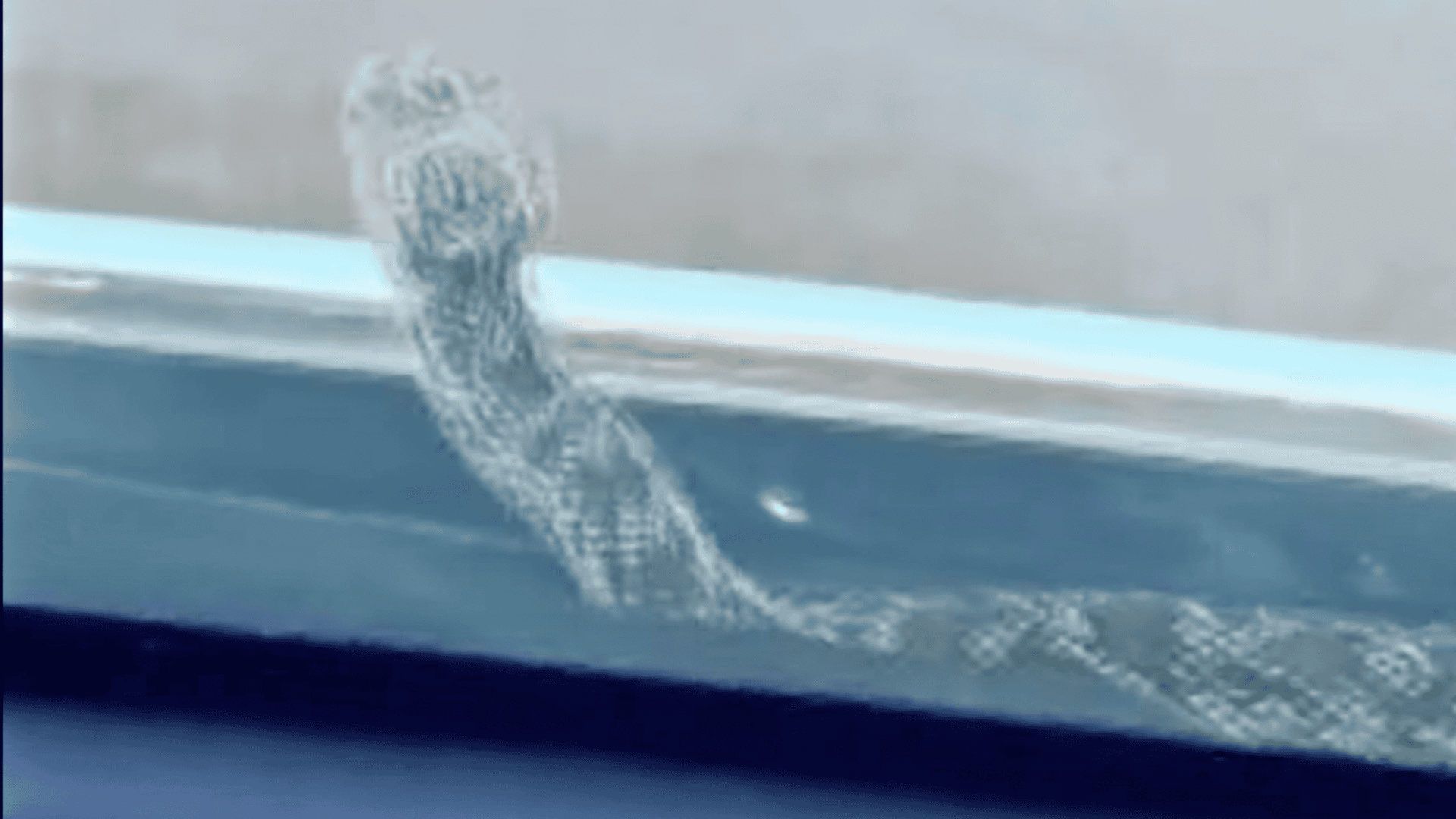 snake