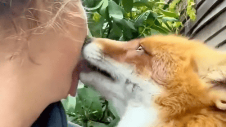 Rescued Fox Forms Most Adorable Friendship