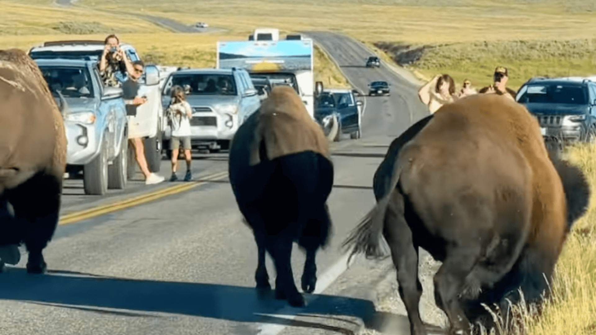 Three bison moving towards tourists.