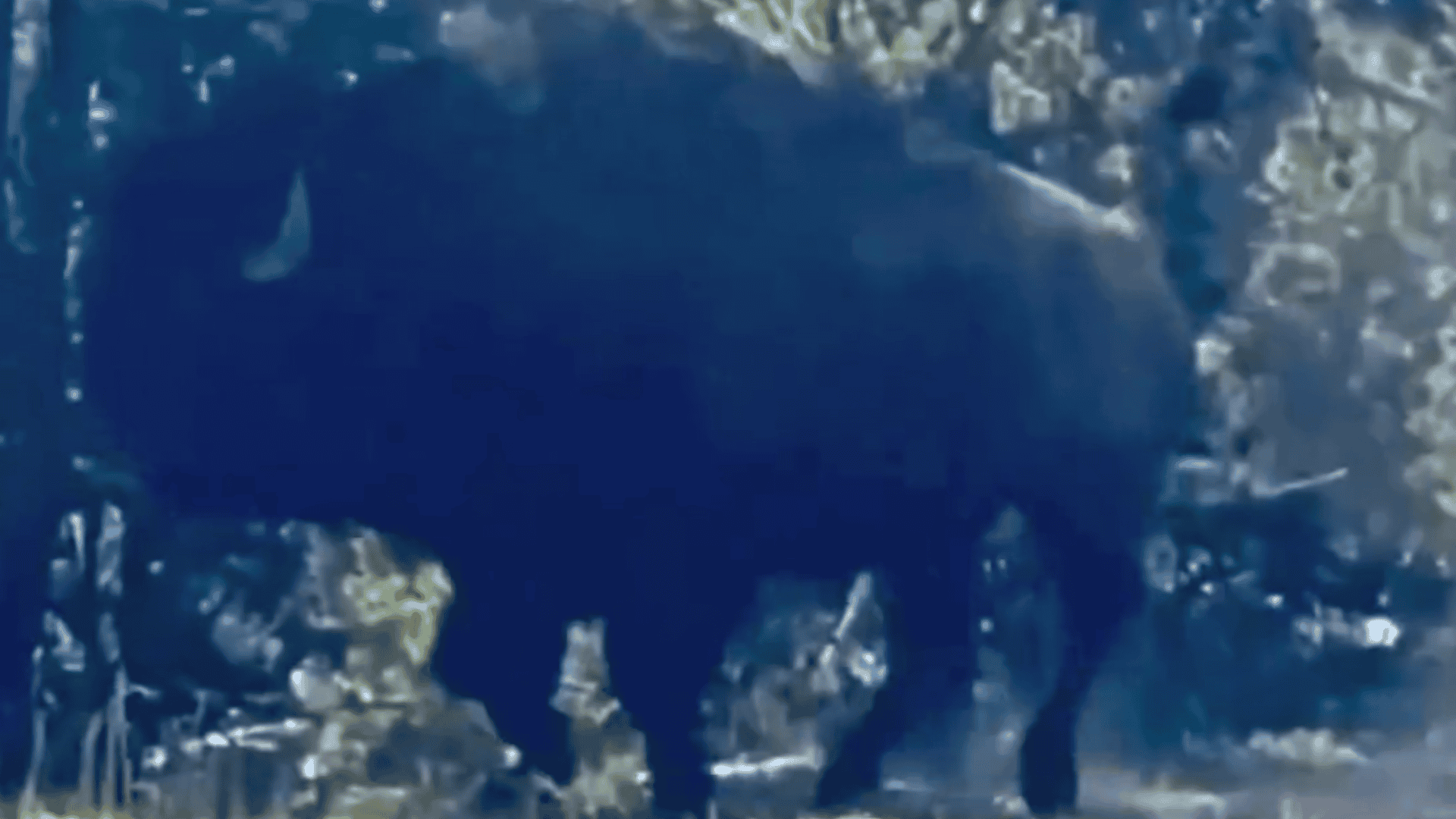 bison