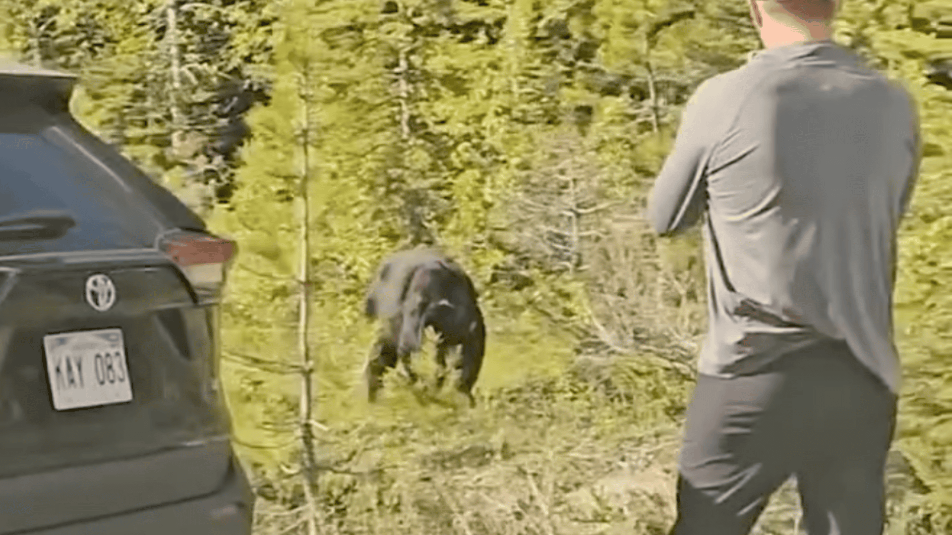 bear