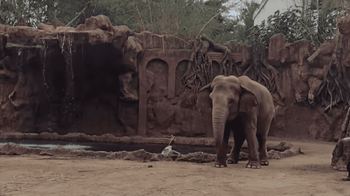 elephant calls save drowning antelope