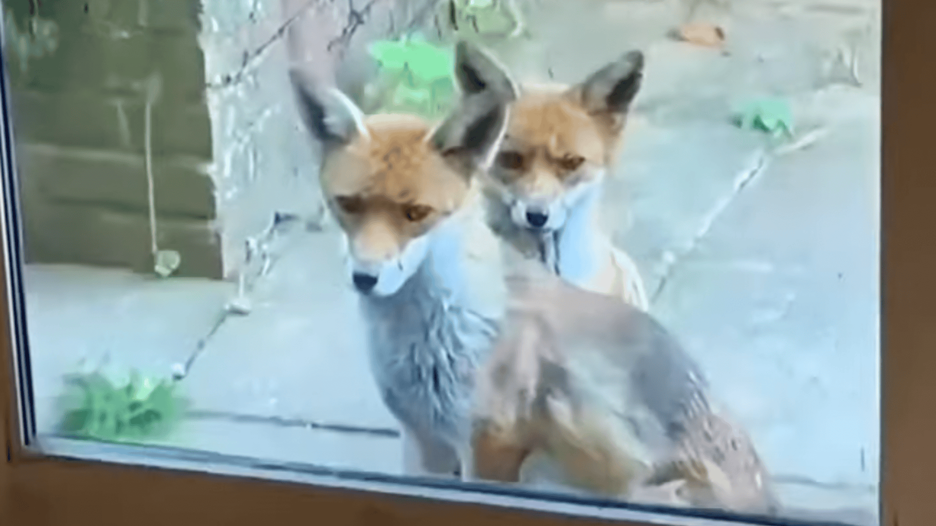 fox