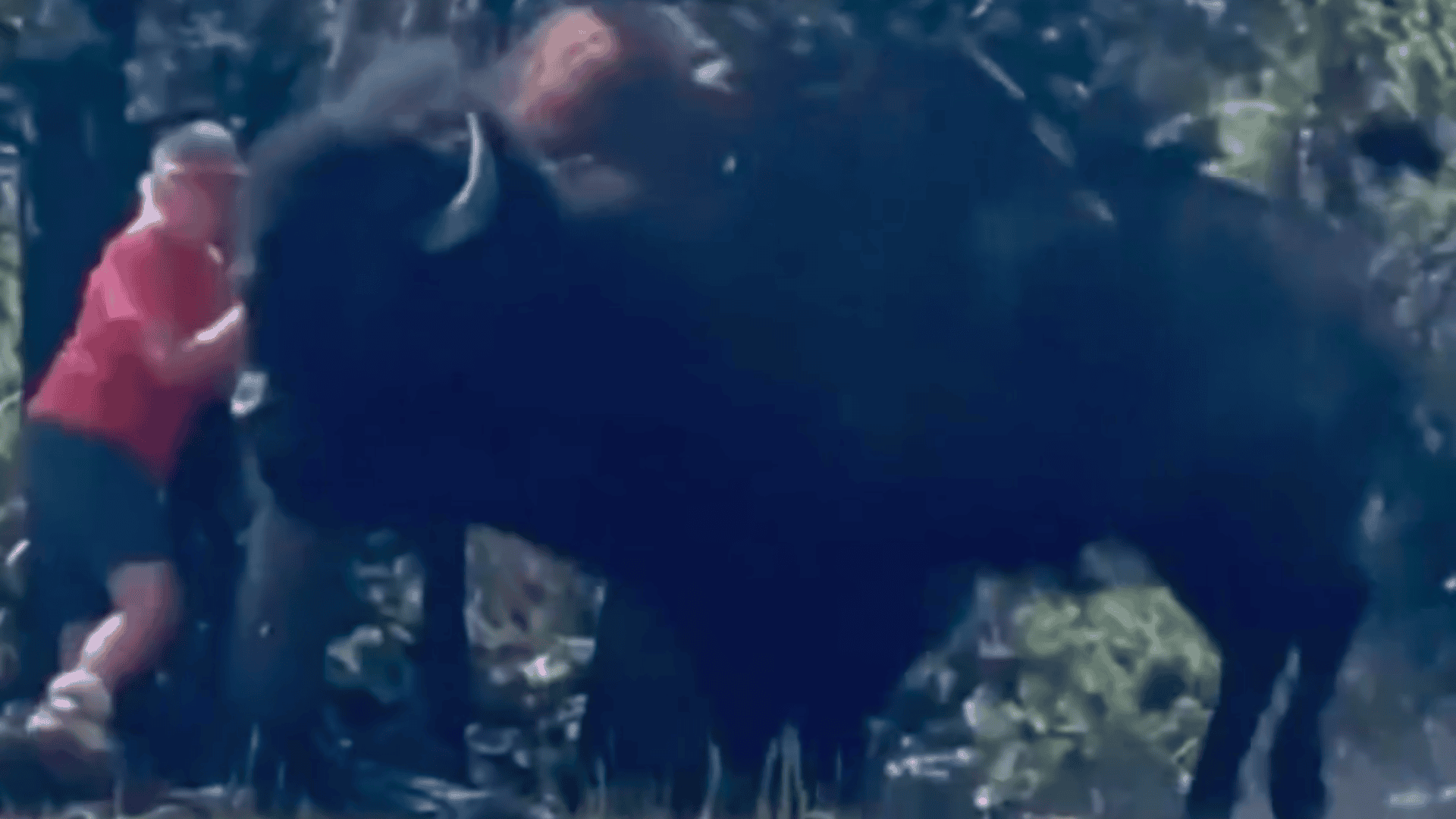 bison